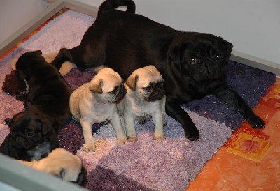 des bébés carlins sont arrivés